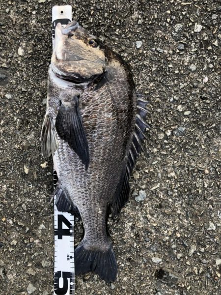 イチノ兄弟、釣果!