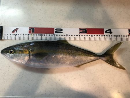 激シブでしたが