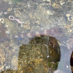 穴釣り 投げ釣り