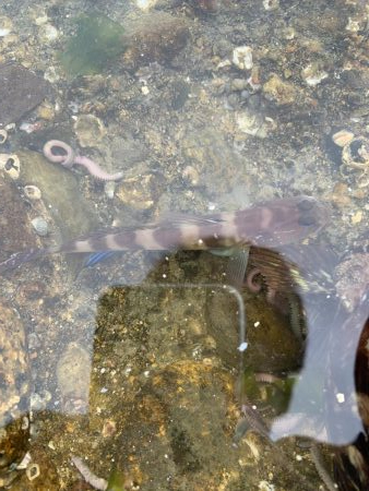 穴釣り 投げ釣り