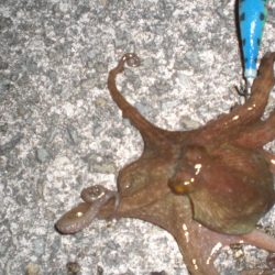 オクトパッシングは!