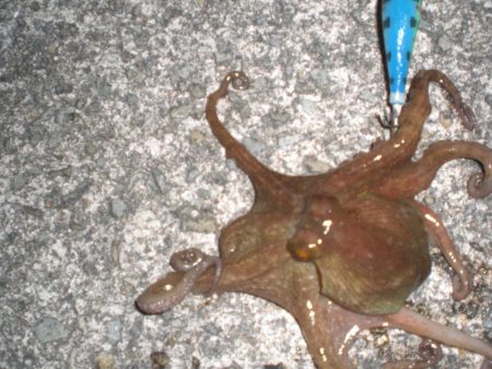 オクトパッシングは!