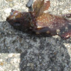 夫婦で、アイナメは！