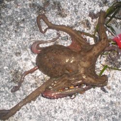 タコおったぞ！