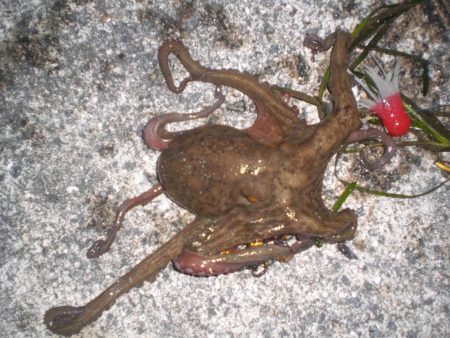 タコおったぞ！