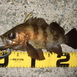 メバルプラッギング好調