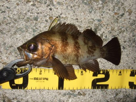 メバルプラッギング好調