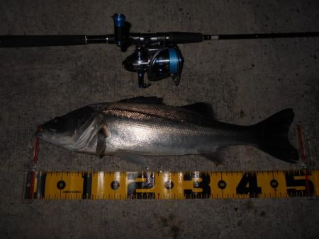 5/19バチパターン調査