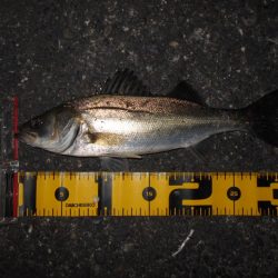 前半はテクトロ。後半はバチパターンで♪