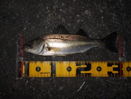 前半はテクトロ。後半はバチパターンで♪