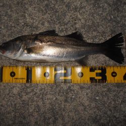 5/22バチパターン調査