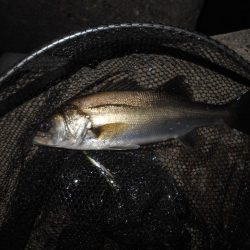 マニックFISHが◎