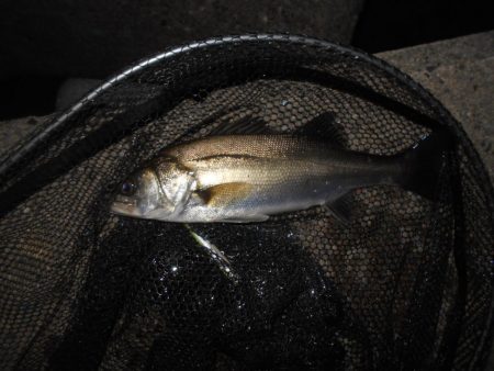 マニックFISHが◎