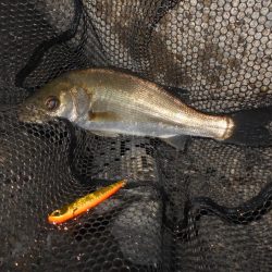 時合いは日没直後