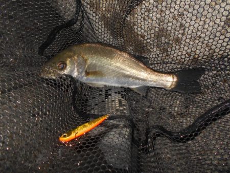 時合いは日没直後