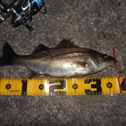 5/27バチパターン調査