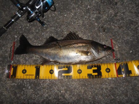 5/27バチパターン調査