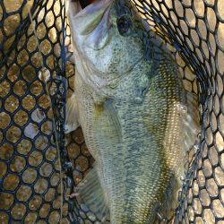 ギガンタレルでどーーーん!