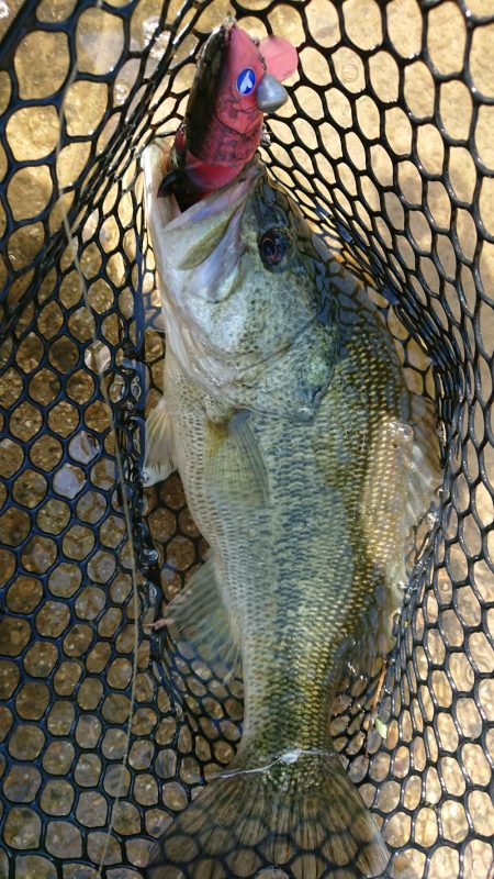 ギガンタレルでどーーーん!