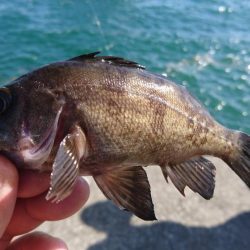 キャロダートでデイゲーム