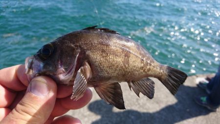 キャロダートでデイゲーム