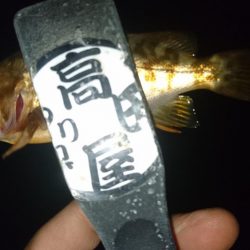 アジはいずこ？！