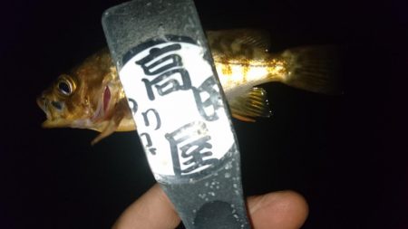 アジはいずこ？！