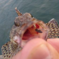 キャロダートでデイゲーム