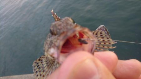 キャロダートでデイゲーム