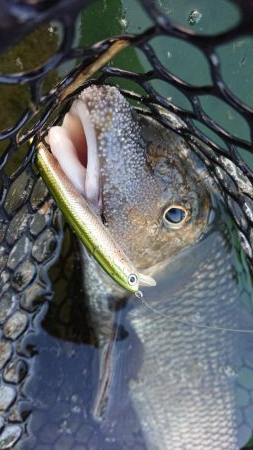 簡単に釣れて引きが強い！釣って楽しいニゴイ…