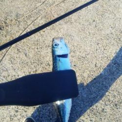 アジングならずサバング