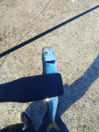 アジングならずサバング