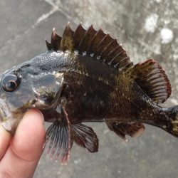 デイゲーム壁際攻め