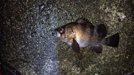 上げ潮を狙って❗