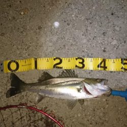 シーバス釣り終わり良ければ全て良し