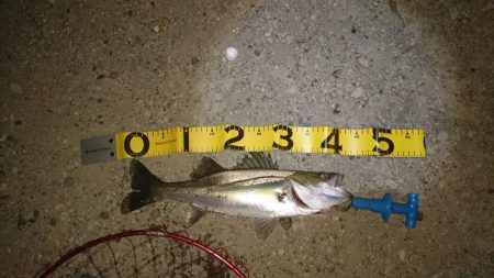 シーバス釣り終わり良ければ全て良し