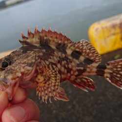 ガッシーは元気です