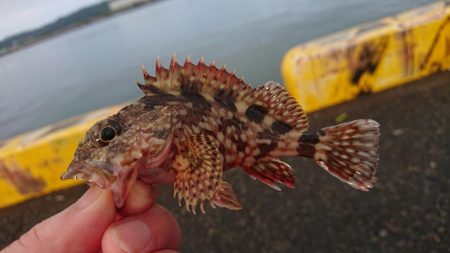 ガッシーは元気です