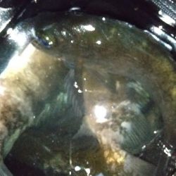 メバリング　30ｃｍまで