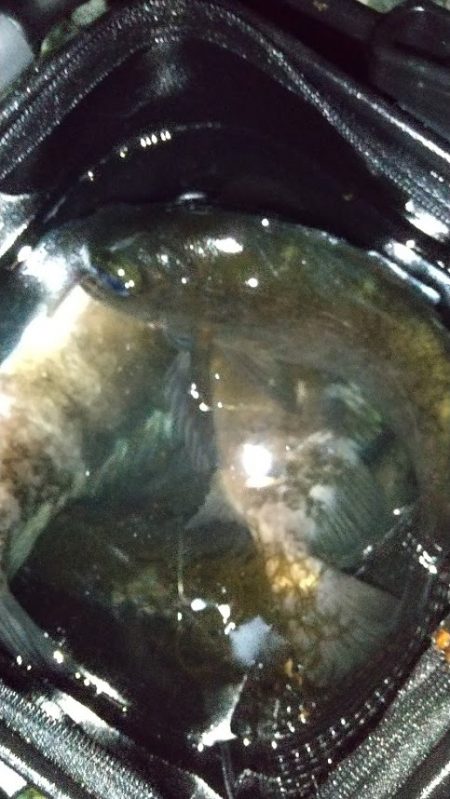 メバリング　30ｃｍまで