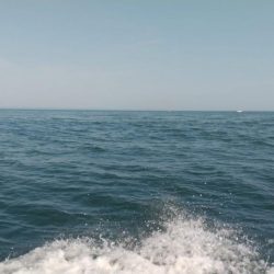 マダイ乗っ込み