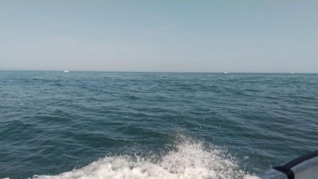 マダイ乗っ込み