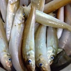 ちょい投げ　キス釣り