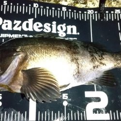 メバリング　ブルーバック良型揃い