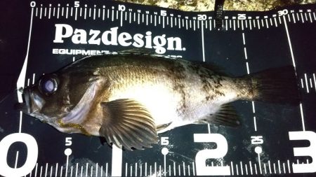 メバリング　ブルーバック良型揃い