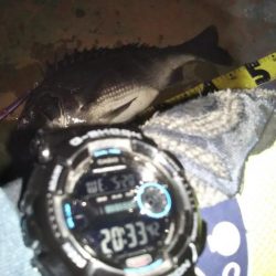 ぶらバチ河川調査！！