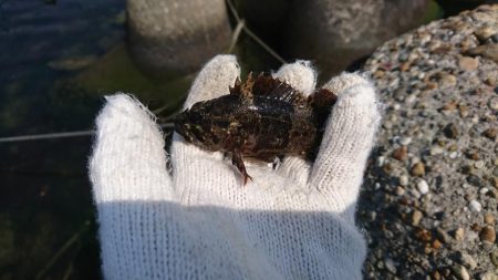 久しぶりの穴釣り