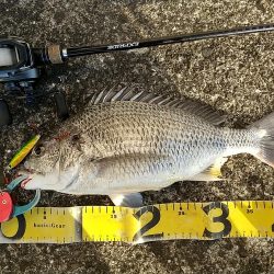 神戸湾奥朝練調査