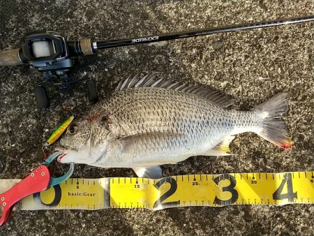 神戸湾奥朝練調査