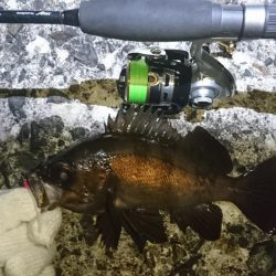 八木メバリング！